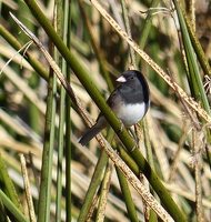 Dark-eyed Junco